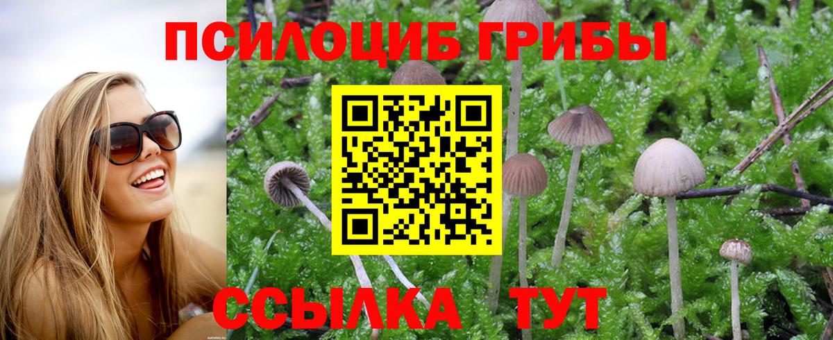 Галлюциногенные грибы GOLDEN TEACHER  Псилоцибиновые грибы прущие грибы  Владимир  Вход с VPN 